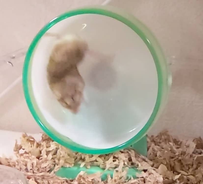 レビュー サイレントホイールは本当に静か うるさい場合の対策あり コタブログ